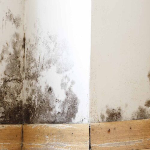 Mold growing along interior wall baseboard