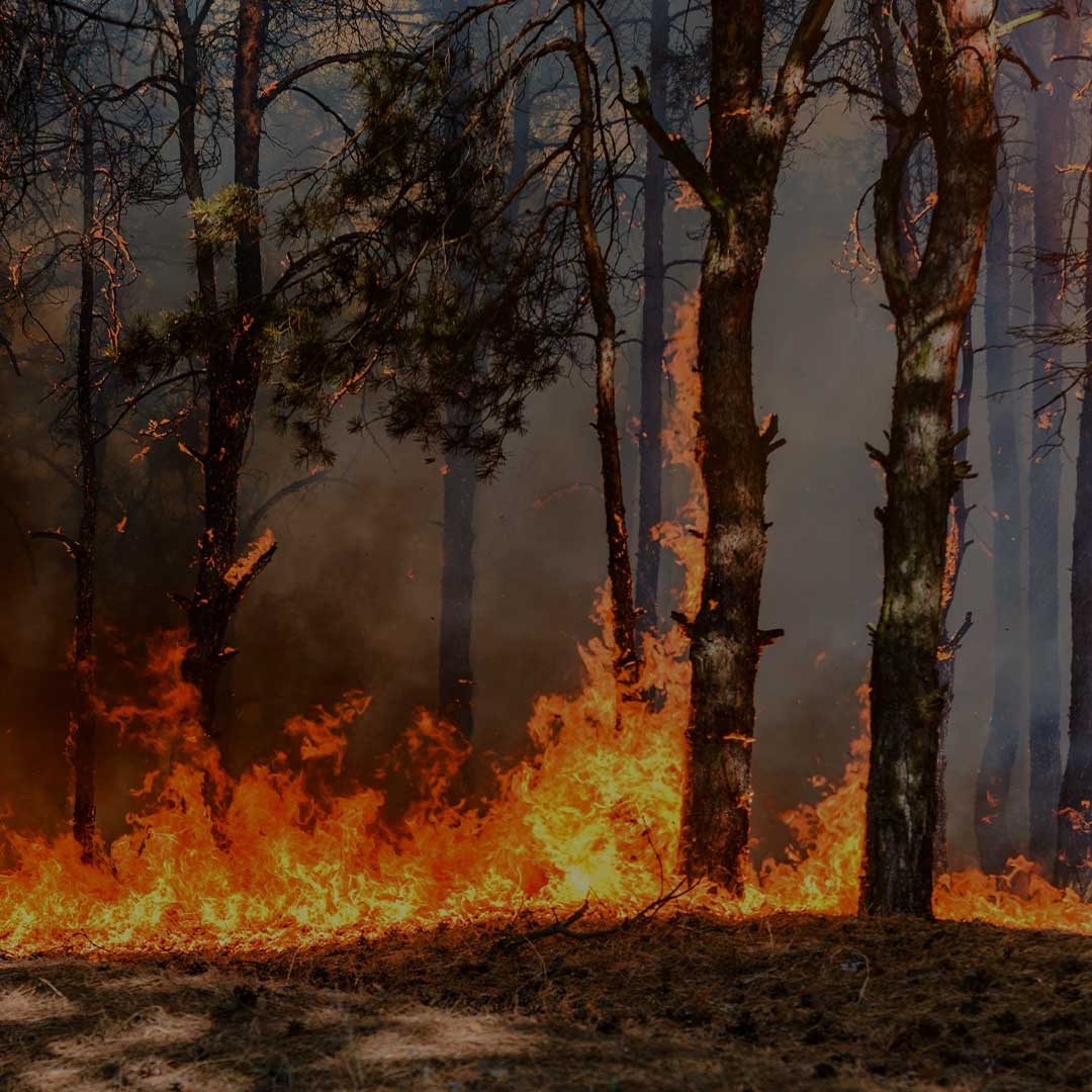 Legacy Restoration fire response in Aspen, Colorado